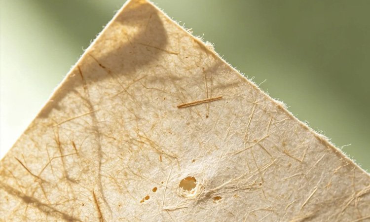 Bagasse Paper